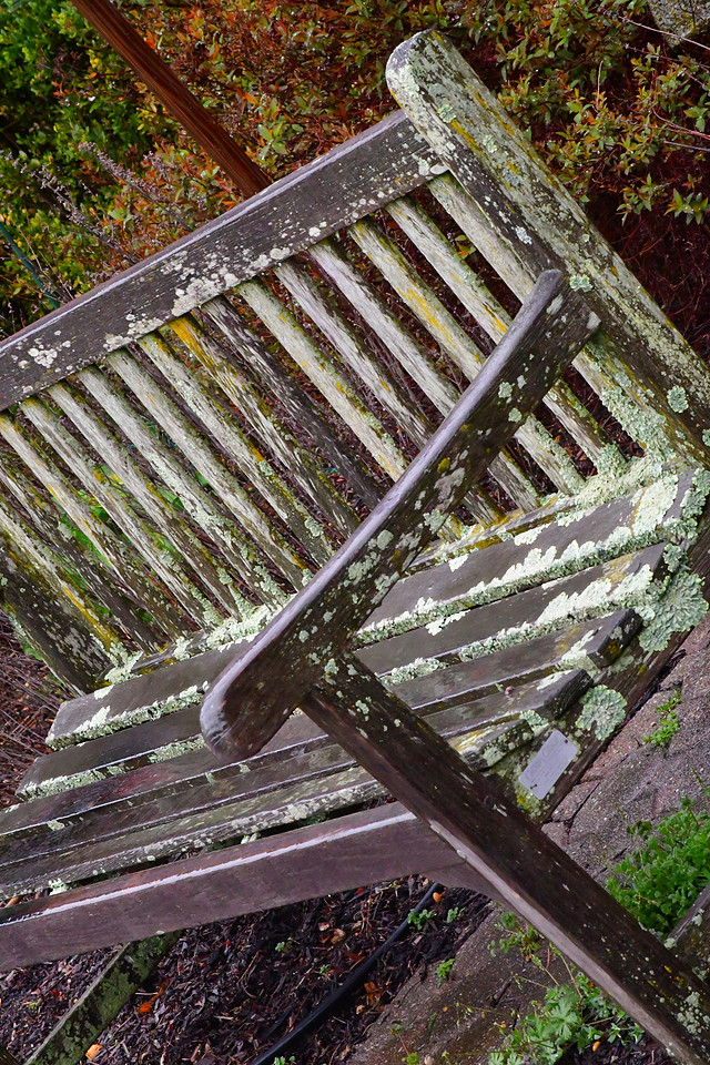 Lichen Bench