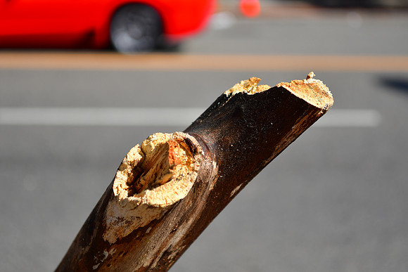 Broken Branch 2