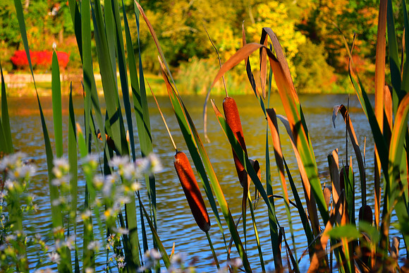 Fall Tails