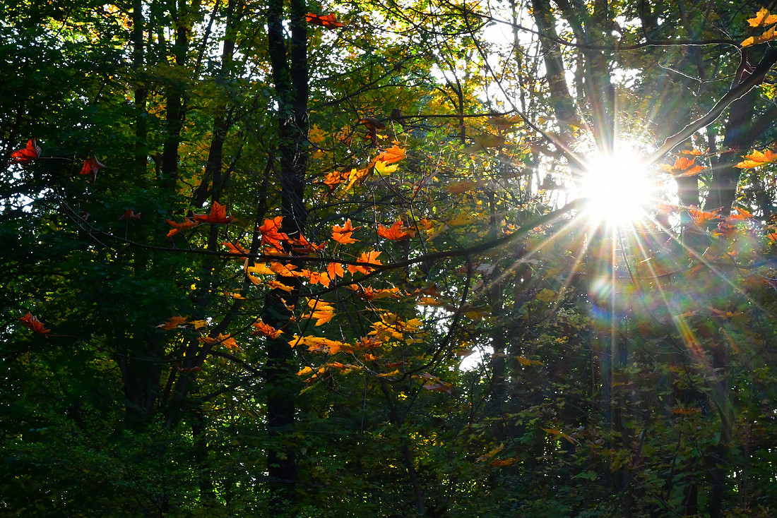 Fall Spotlight