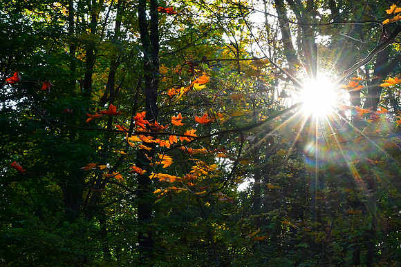 Fall Spotlight