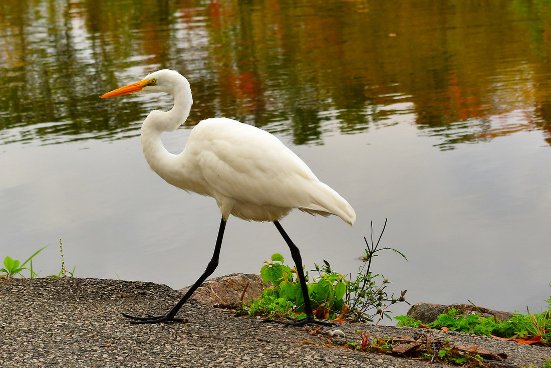 Egret Walking