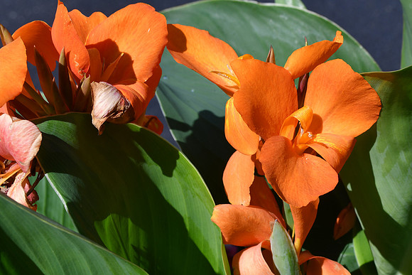 Canna Lily