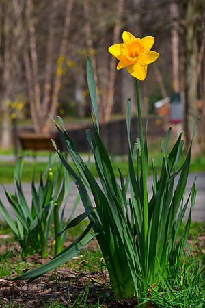 One Daffodil