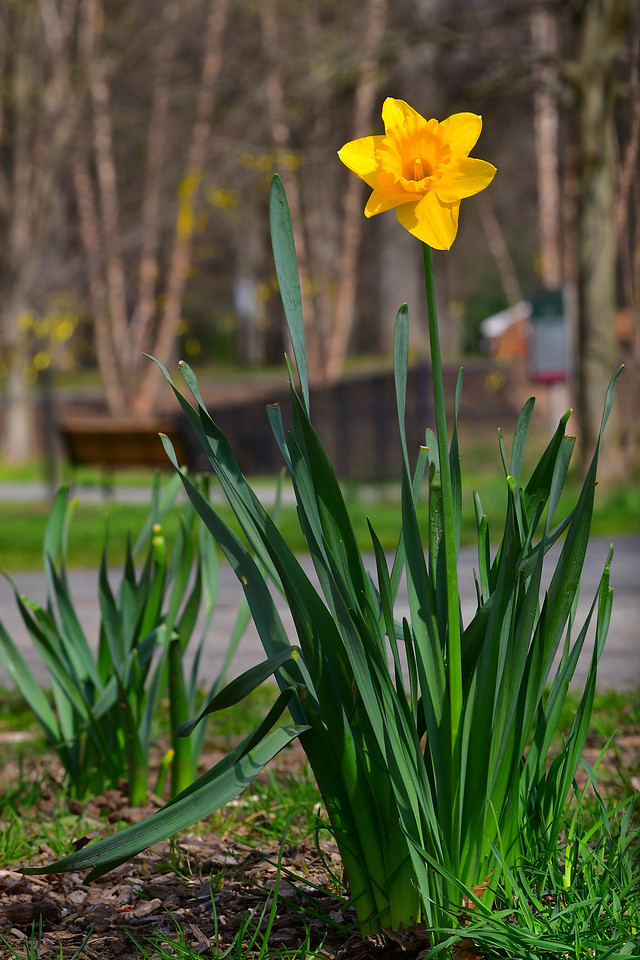 One Daffodil