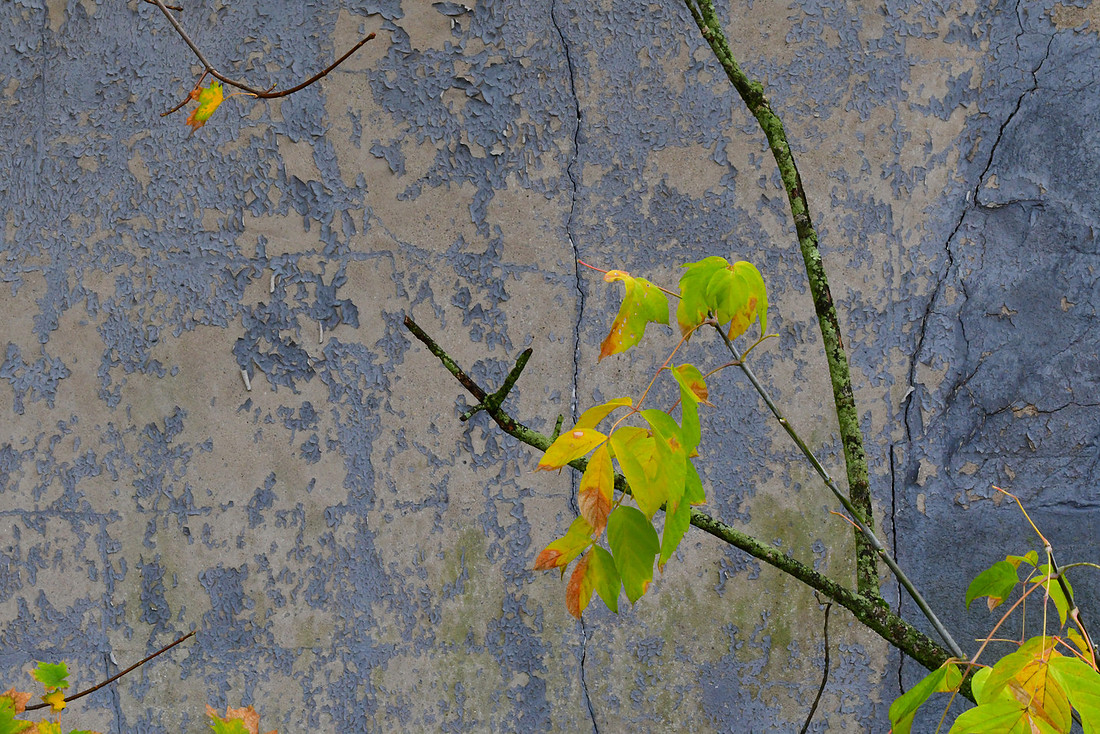 Leaves and Cracks