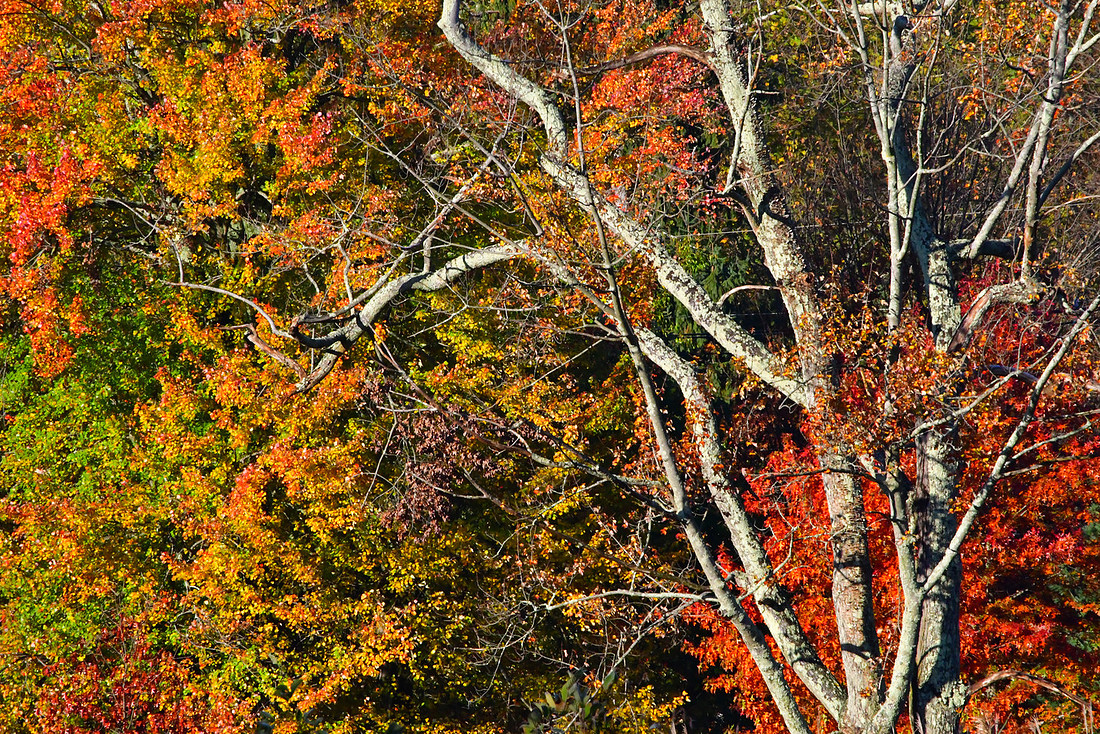 Fall Skeleton