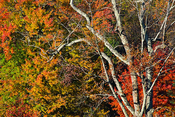 Fall Skeleton