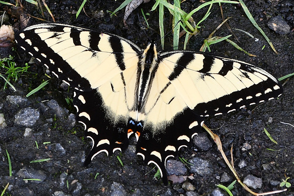 Swallowtail