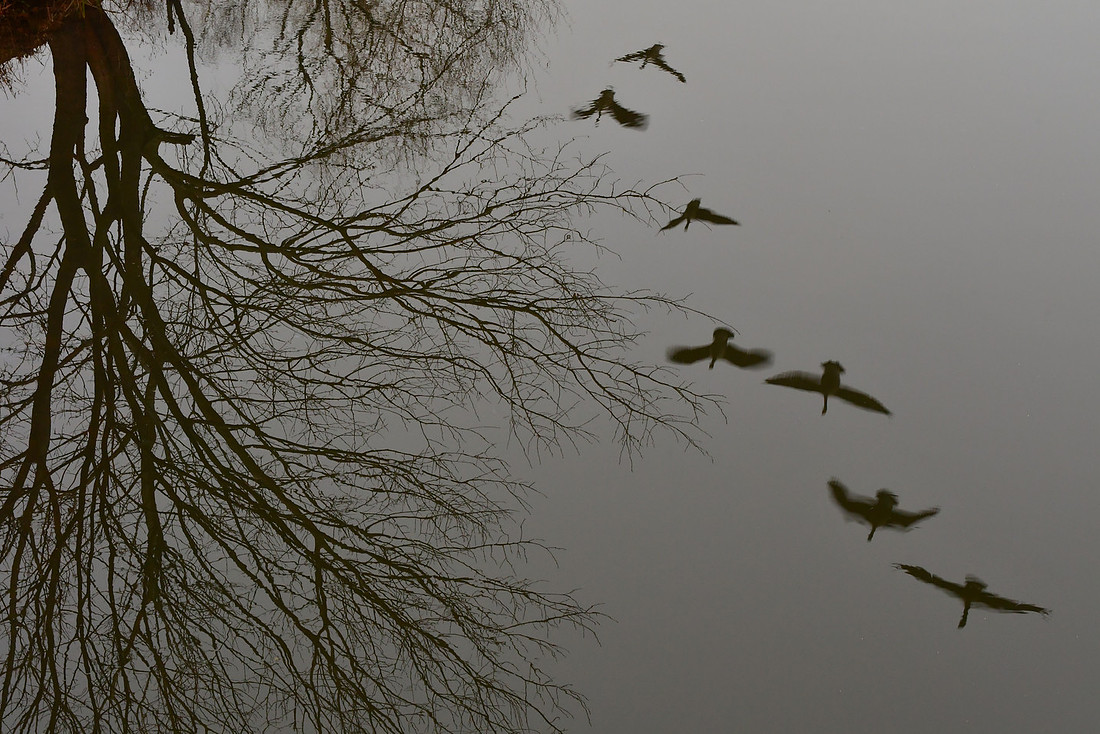 Winged Reflections