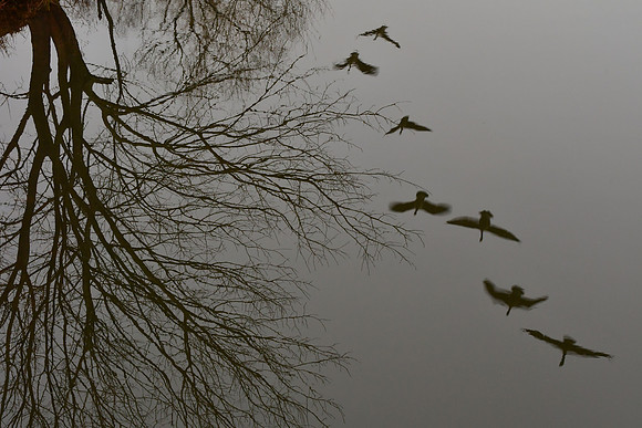 Winged Reflection