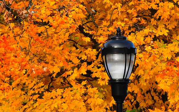 Fall Light