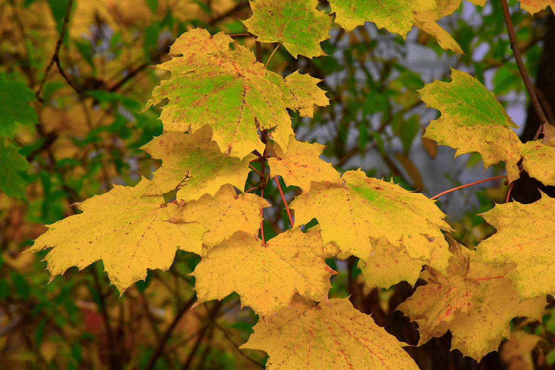 Green to Yellow