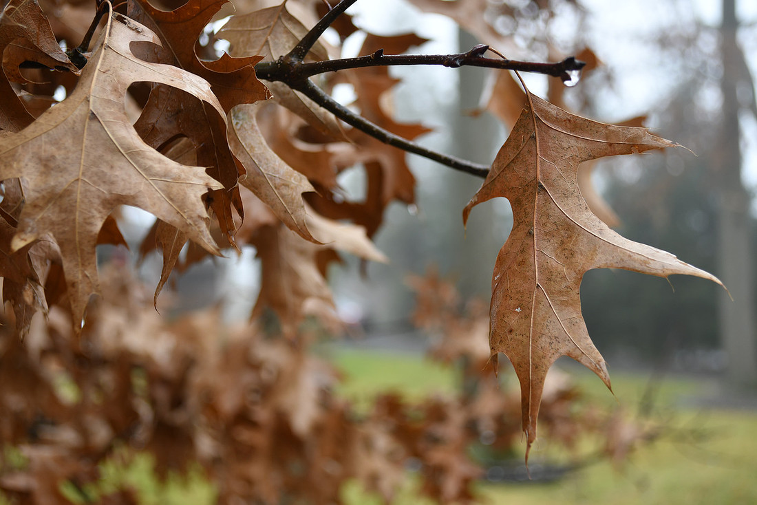 One Leaf One Drop