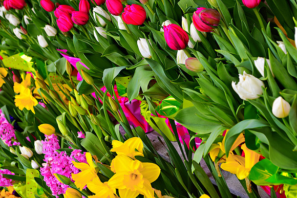 Spring Assortment