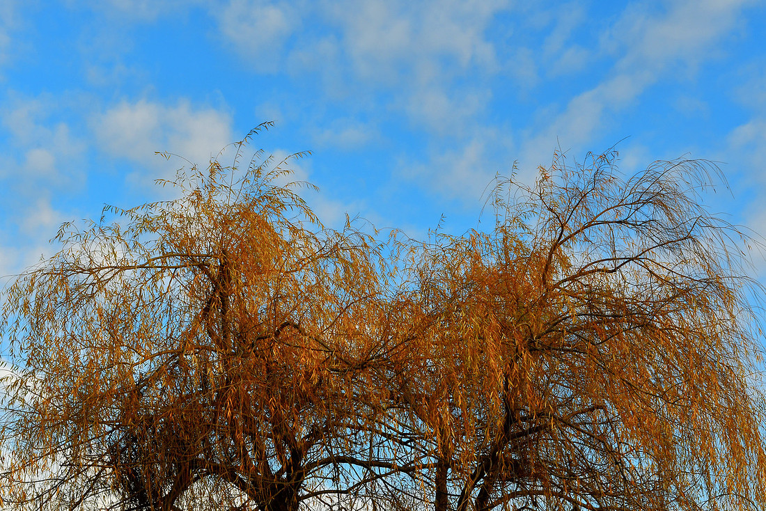 Fall Willow