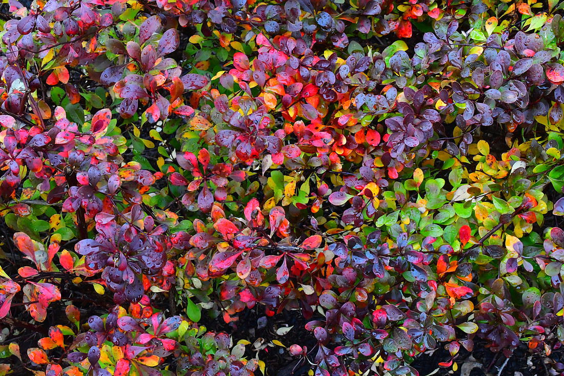 Fall Bush