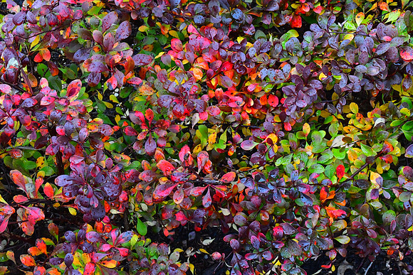 Fall Bush