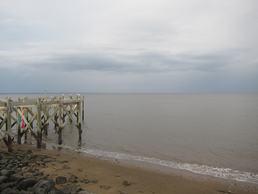 Sea Gulls