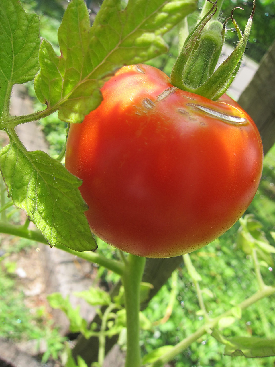 Tomato