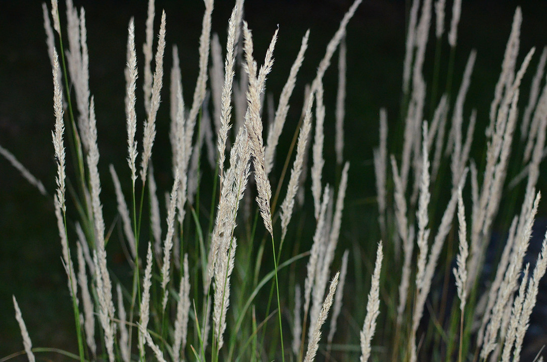 Grass