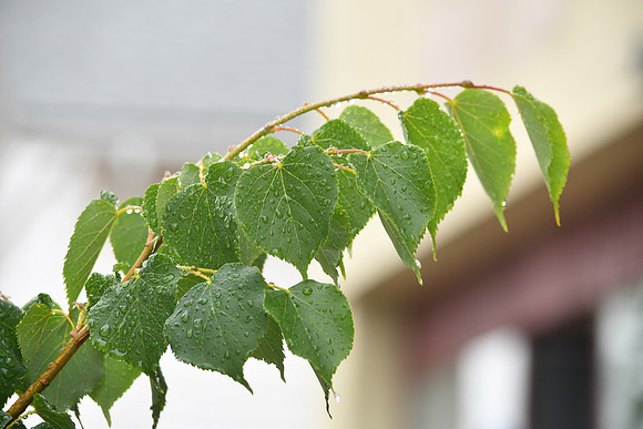 Rainy Leaves