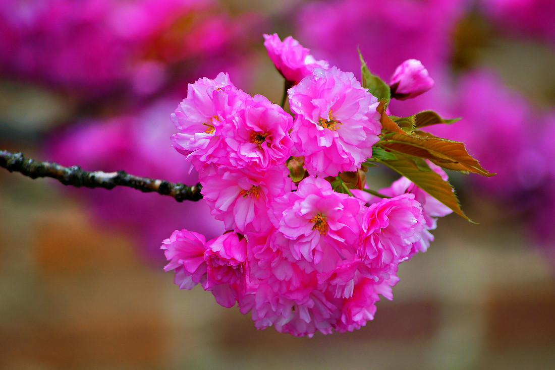 Bundle of Pink