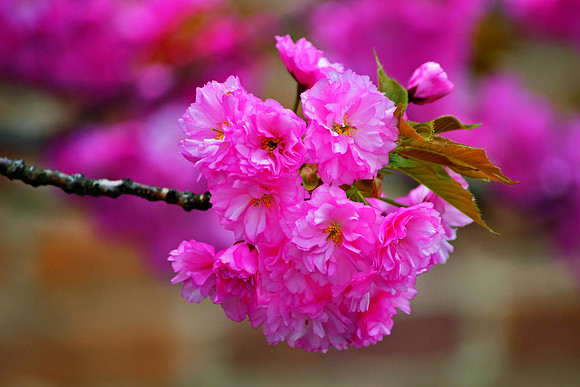 Bundle of Pink