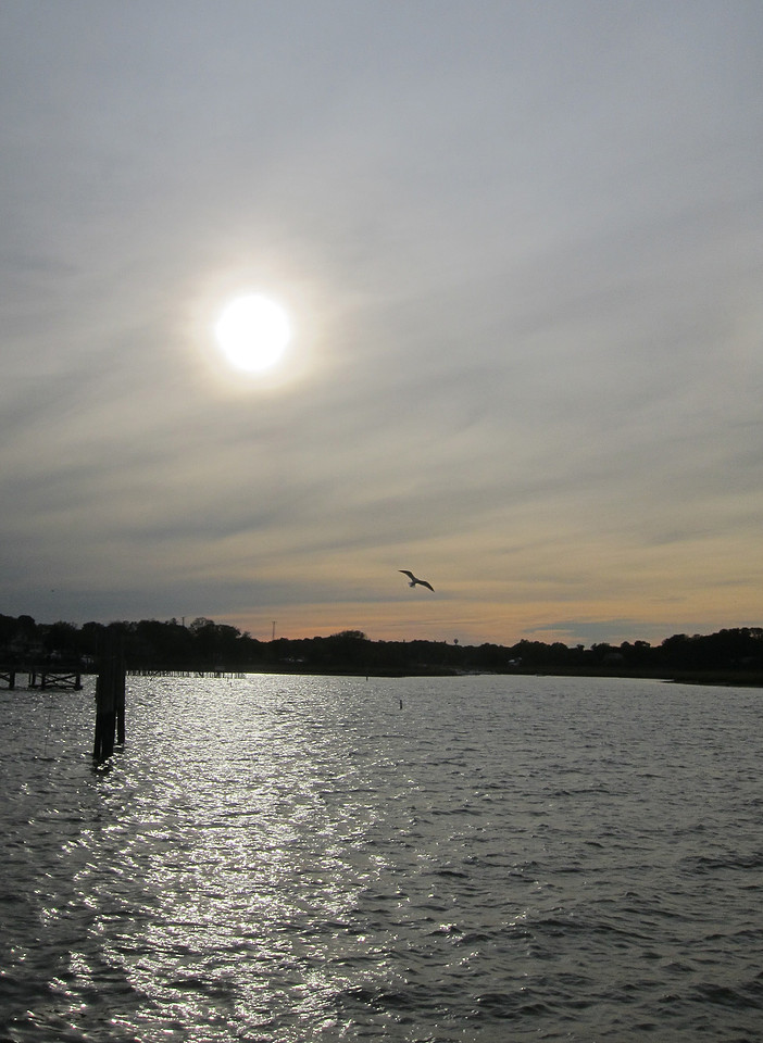 Sea Gulls