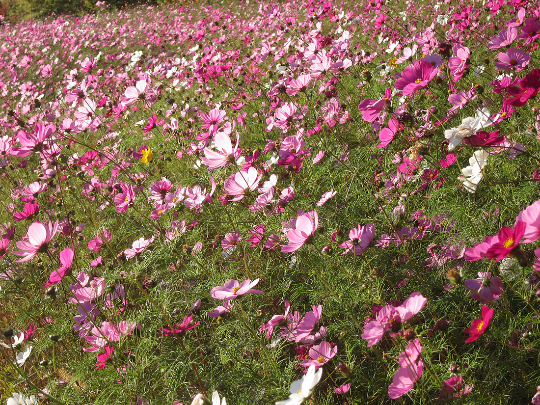 Wild Flowers