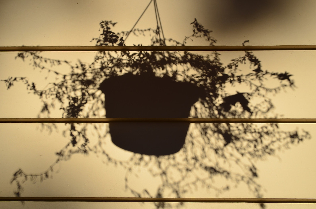 Hanging Plant