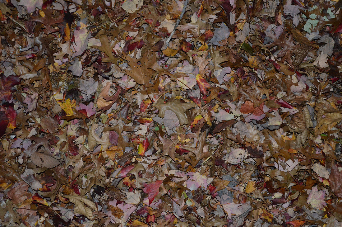 Leaves 2