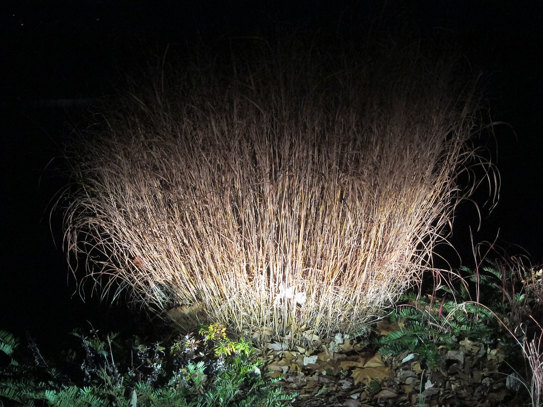Grass
