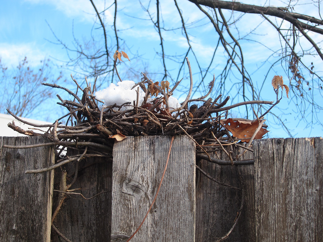 Bird's Nest