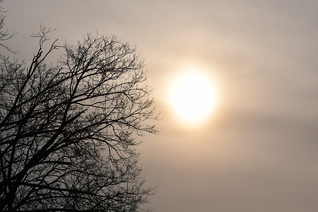 Winter Tree
