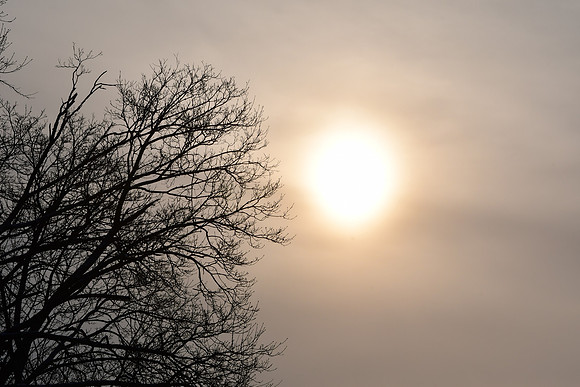 Winter Tree