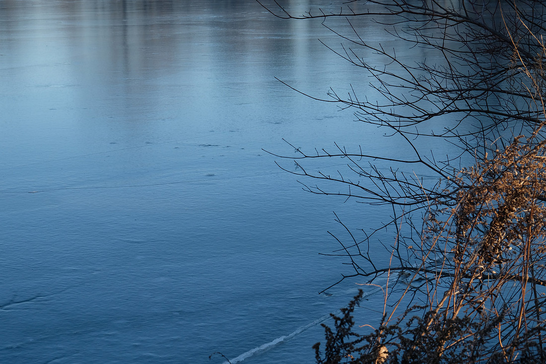 Winter Branches