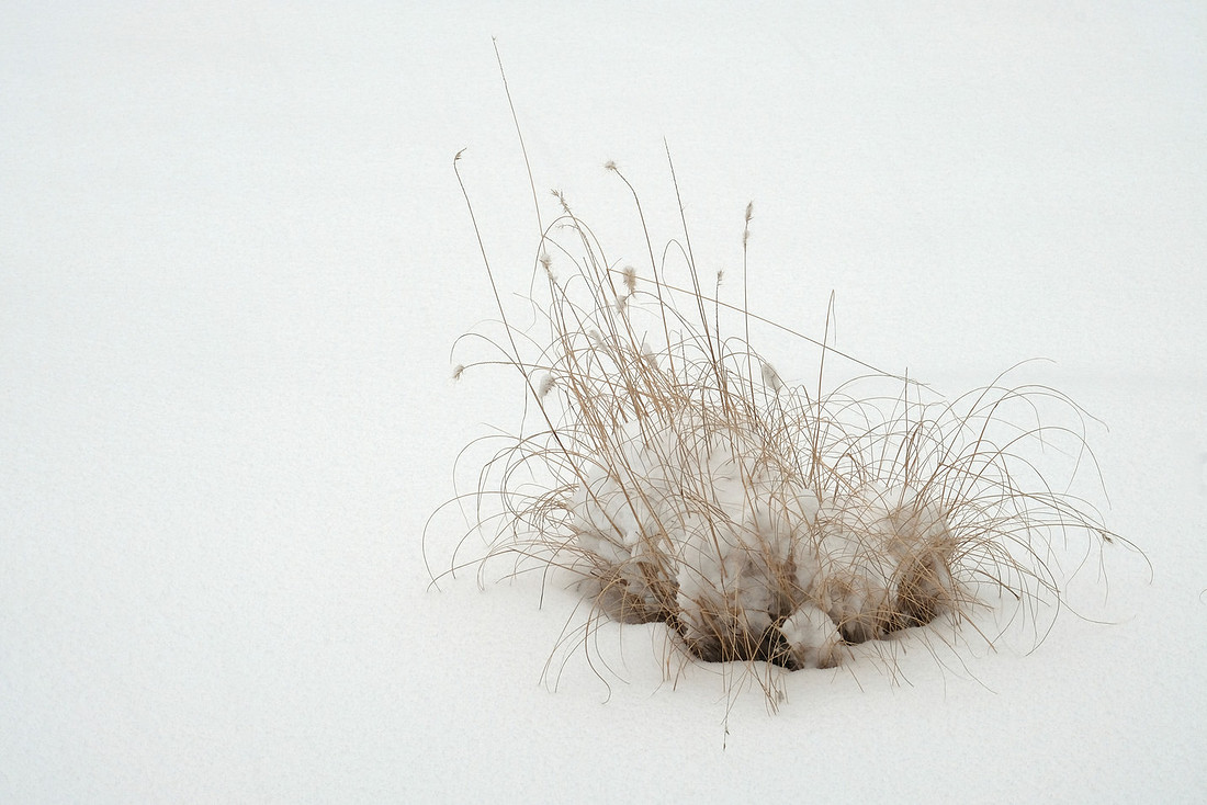 Snow Grass
