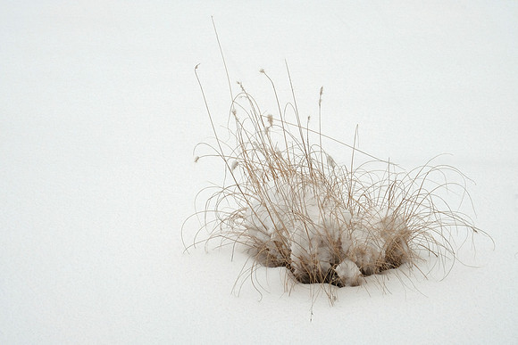 Snow Grass