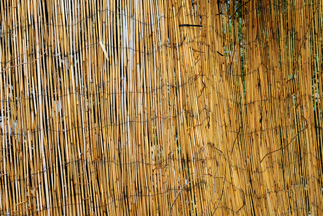 Bamboo Fence