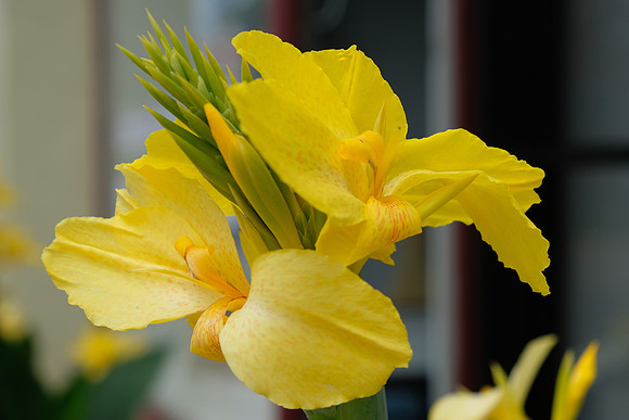 Summer Yellow