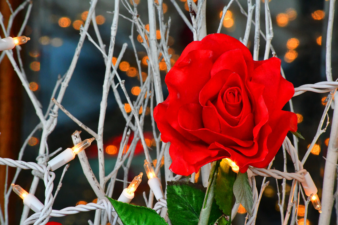 Red Rose