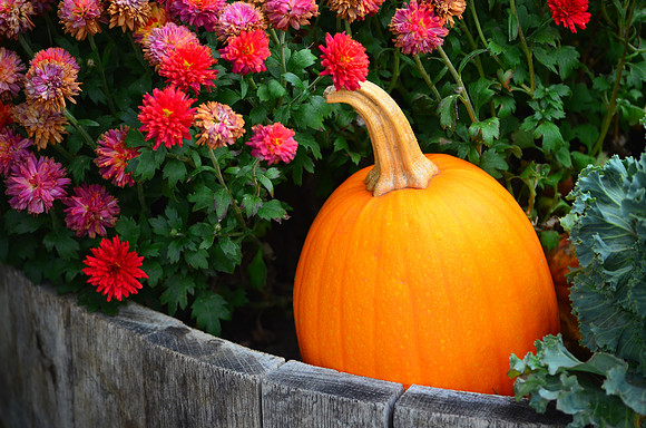 Pumpkin