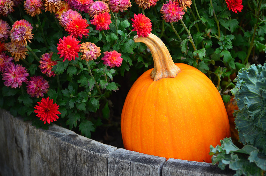 Pumpkin