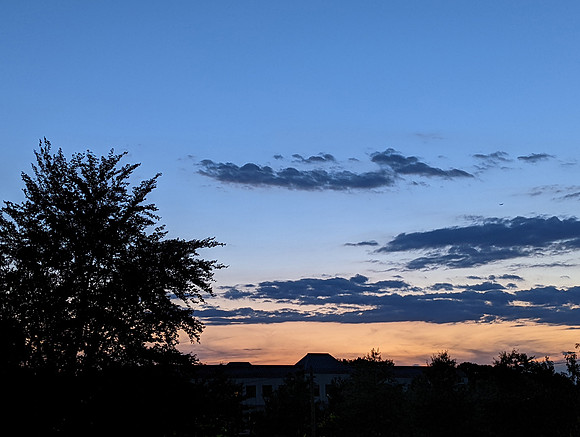 Sunset Tree