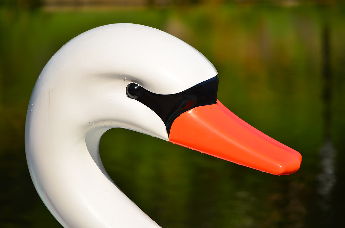 Swan