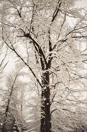 Snowy Dawn