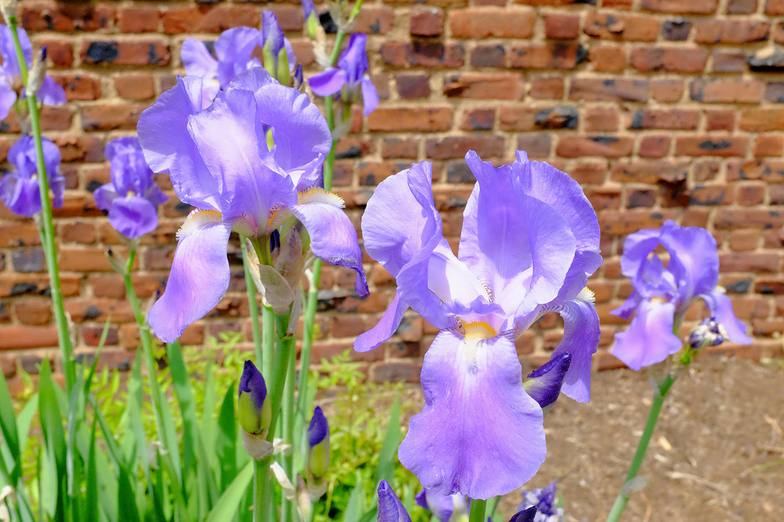 Pale Purple