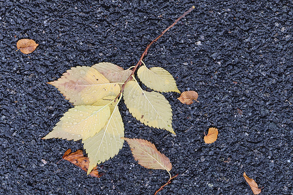 Leaf Drops