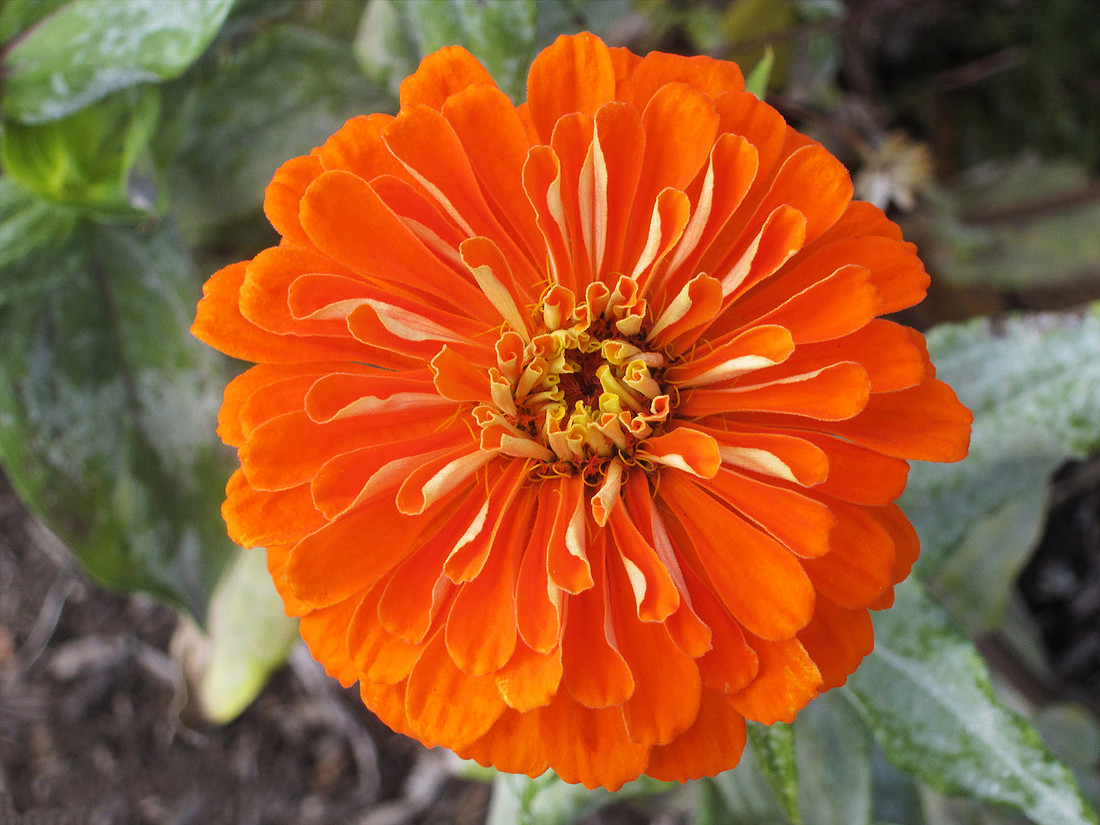 Fall Bloom